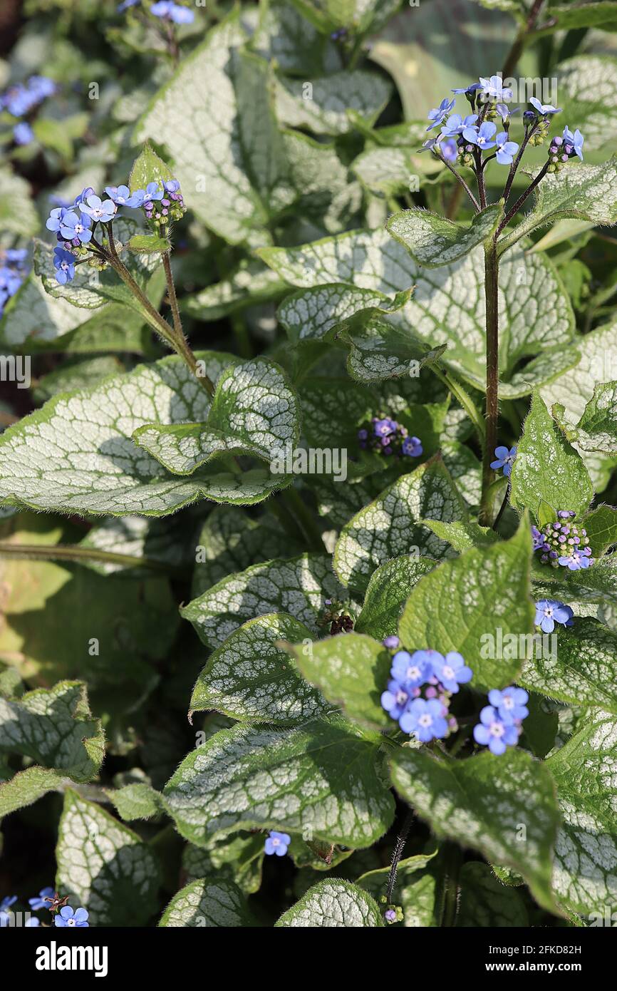 Brunnera macrophylla ‘Jack Frost’ Great Forget-Me-Not Jack Frost – sprays de fleurs bleu vif et de feuilles en forme de cœur en or vert, avril, Angleterre, Royaume-Uni Banque D'Images