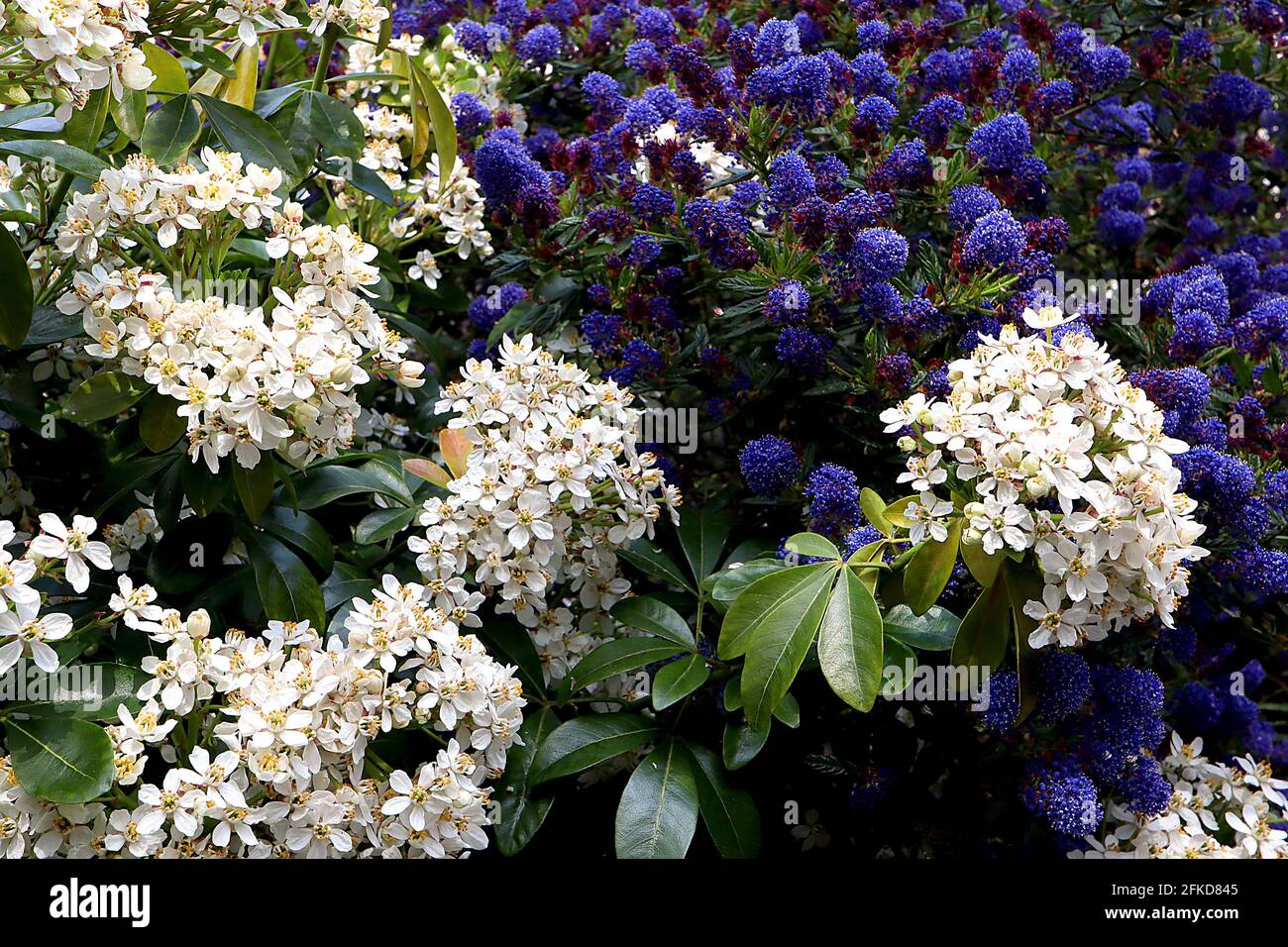 Ceanothus ‘Stark Star’ et Choisya ternata California lilas Dark Star et fleur d’oranger mexicaine, avril, Angleterre, Royaume-Uni Banque D'Images