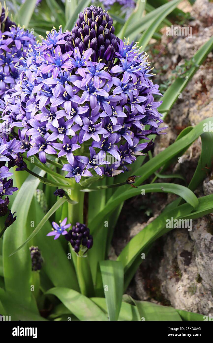 Scilla peruviana Squill portugais - fleurs en forme d'étoile violette dans des ratons laveurs coniques et de grandes feuilles en forme de sangle, avril, Angleterre, Royaume-Uni Banque D'Images
