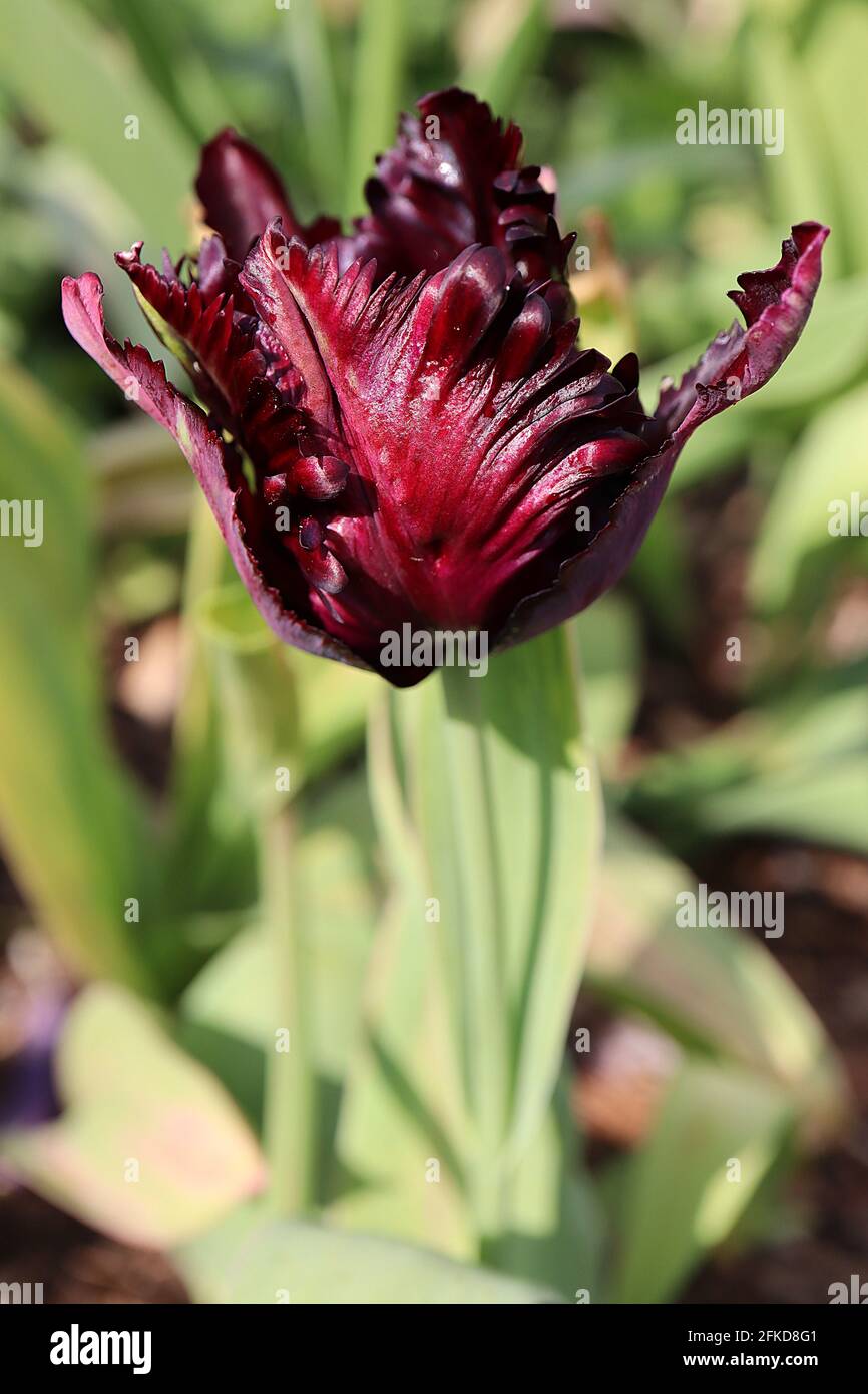 Tulipa gesneriana var dracontia «Parrot noir» Parrot 10 Tulip noir Parrot - pétales noirs tordus de pourpre, marges de magenta, flammes de vert pâle, avril Banque D'Images