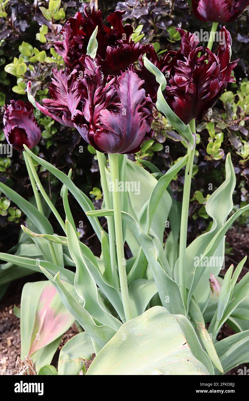 Tulipa gesneriana var dracontia «Parrot noir» Parrot 10 Tulip noir Parrot - pétales noirs tordus de pourpre, marges de magenta, flammes de vert pâle, avril Banque D'Images