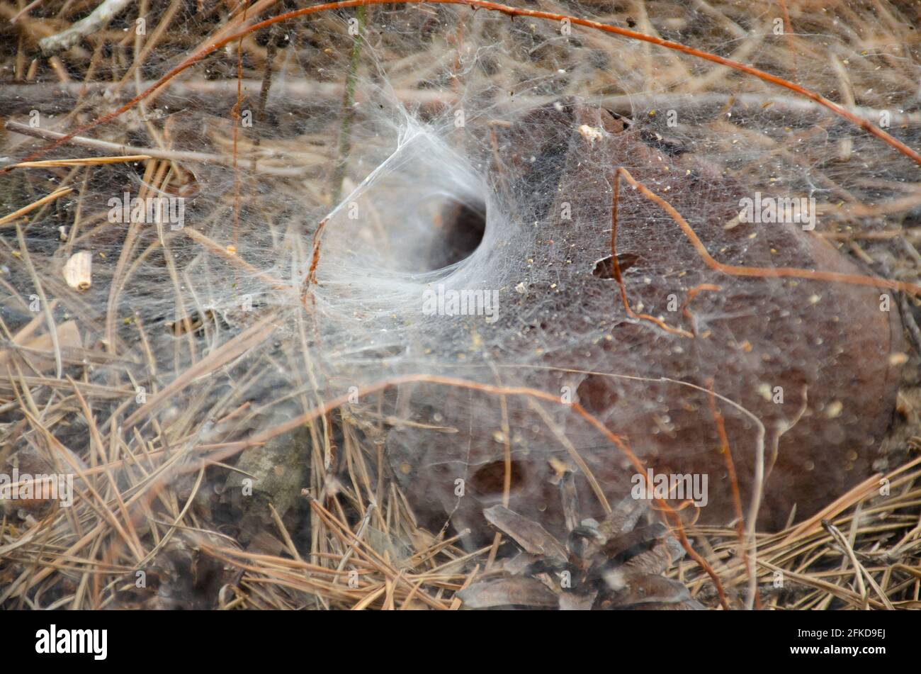 Spider nest Banque de photographies et d’images à haute résolution Alamy — free download