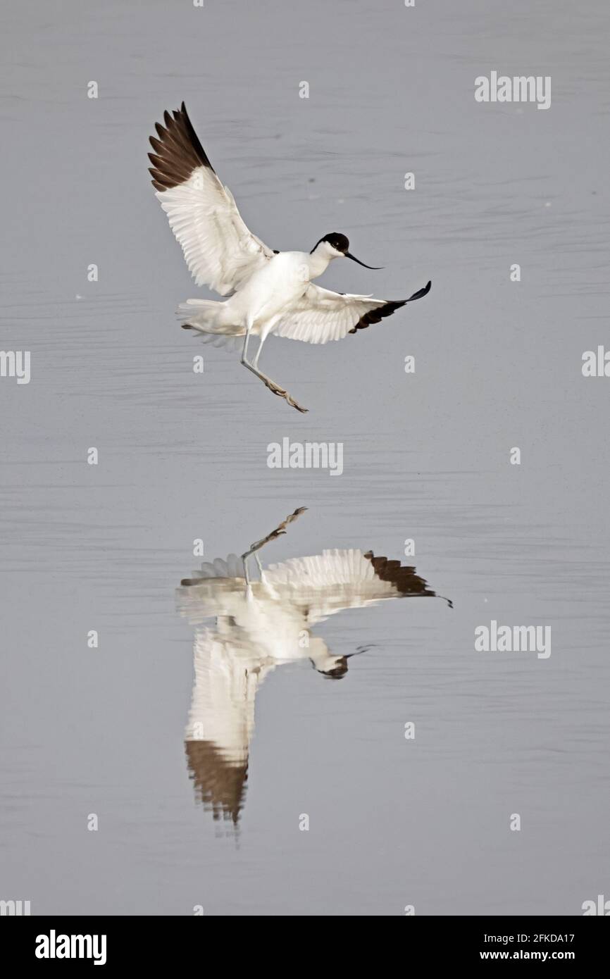Avocet débarque à Steart Marshes Somerset, Royaume-Uni Banque D'Images