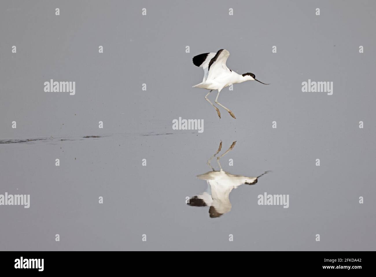 Avocet débarque à Steart Marshes Somerset, Royaume-Uni Banque D'Images
