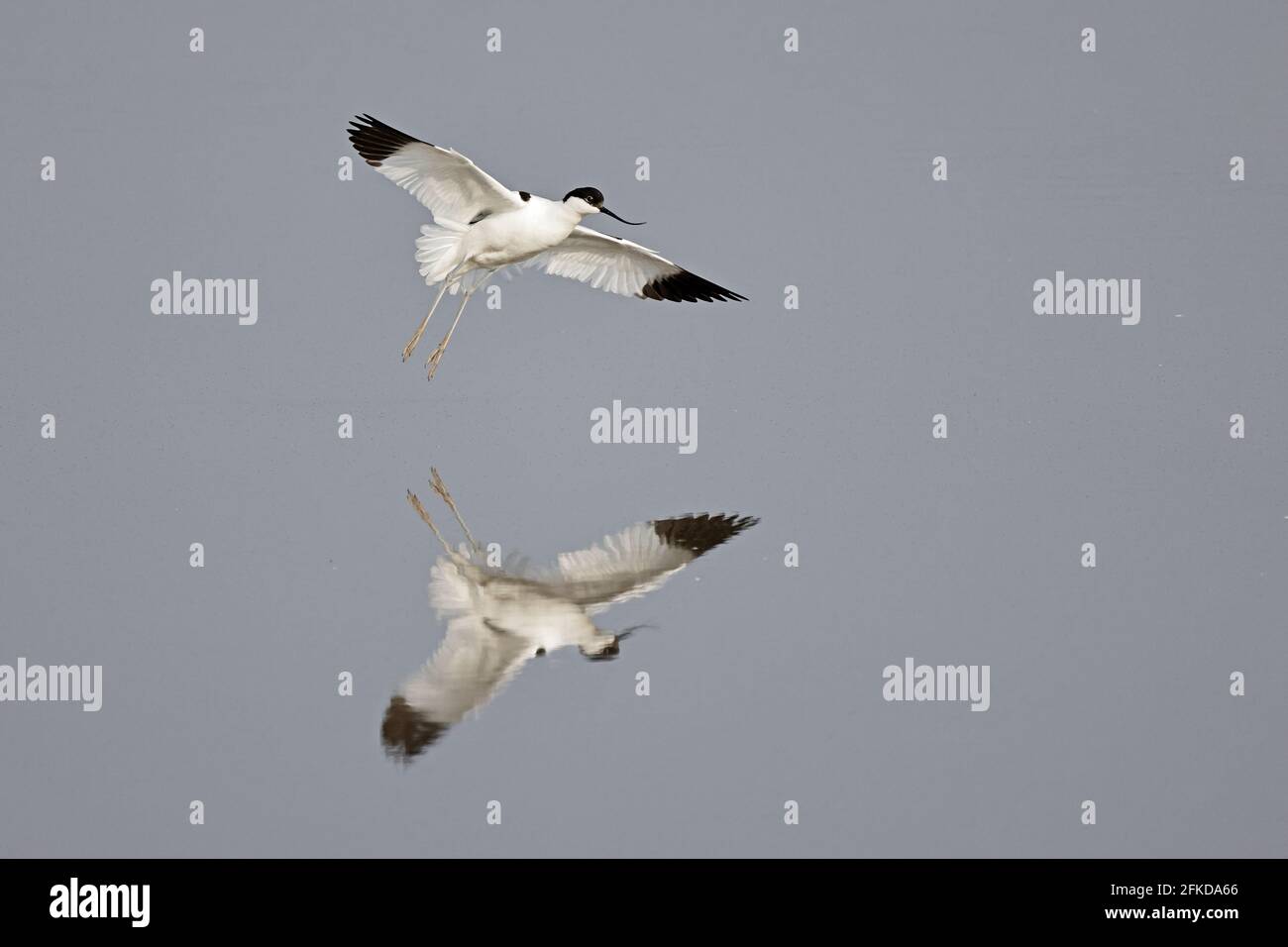 Avocet débarque à Steart Marshes Somerset, Royaume-Uni Banque D'Images