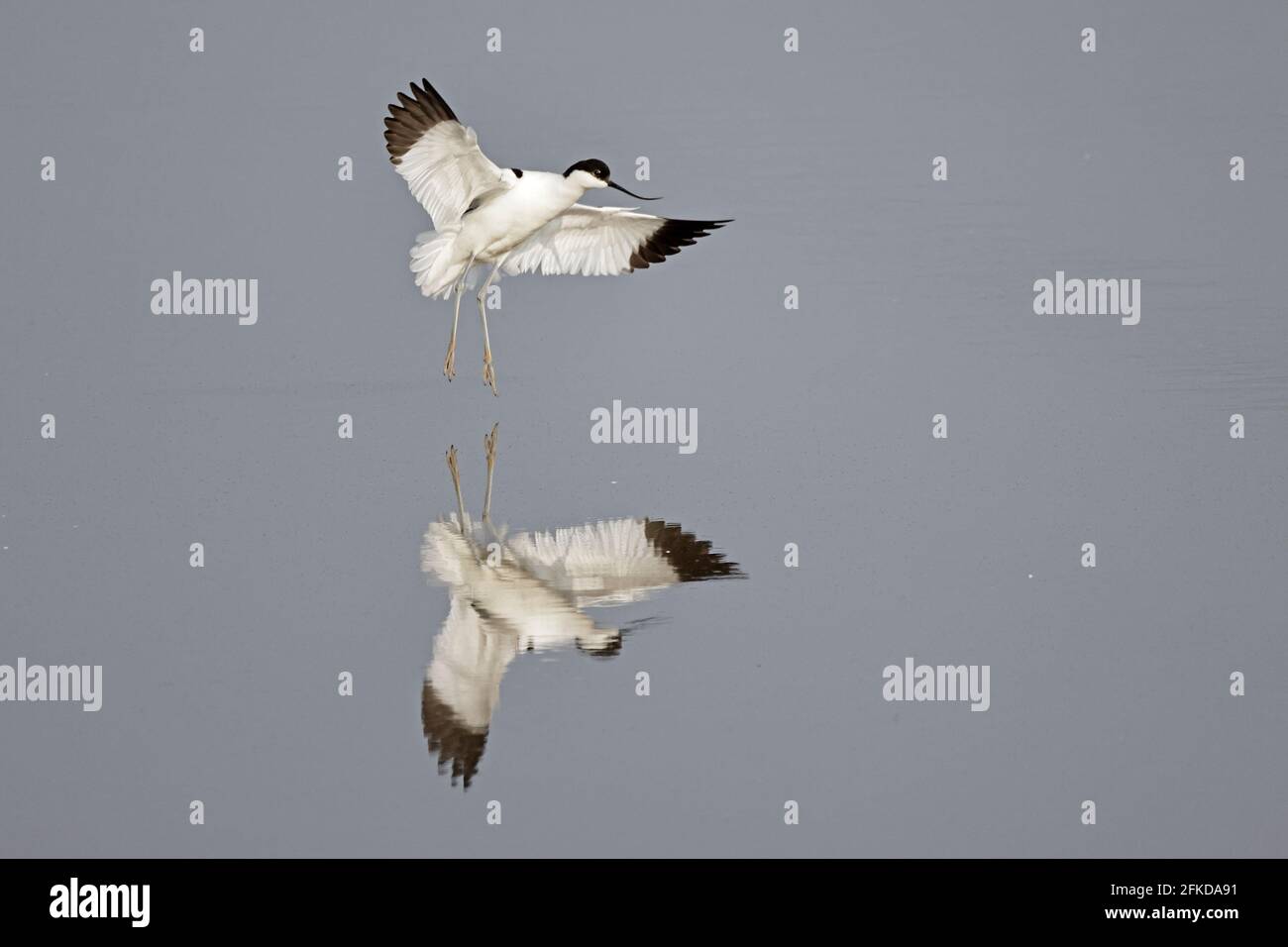 Avocet débarque à Steart Marshes Somerset, Royaume-Uni Banque D'Images