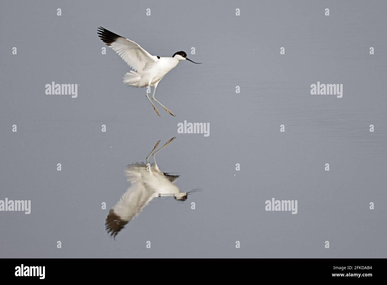 Avocet débarque à Steart Marshes Somerset, Royaume-Uni Banque D'Images