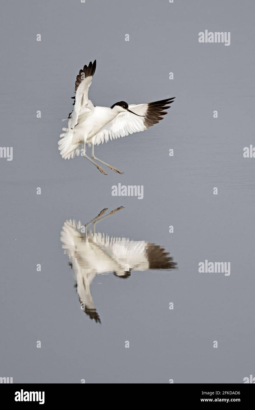 Avocet débarque à Steart Marshes Somerset, Royaume-Uni Banque D'Images