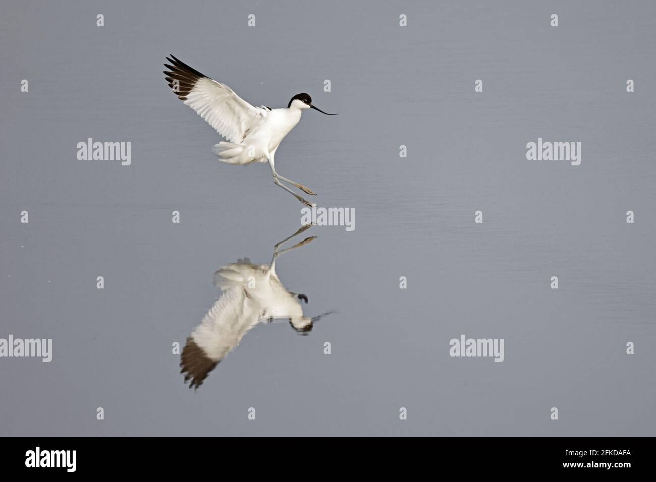 Avocet débarque à Steart Marshes Somerset, Royaume-Uni Banque D'Images