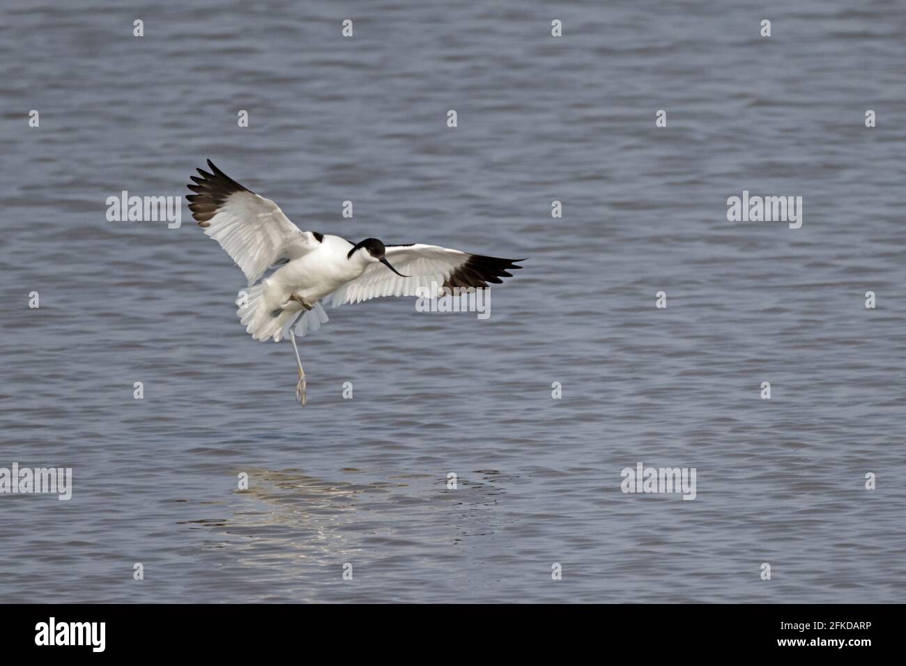 Avocet débarque à Steart Marshes Somerset, Royaume-Uni Banque D'Images