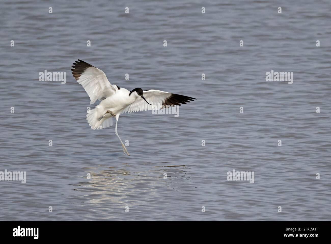 Avocet débarque à Steart Marshes Somerset, Royaume-Uni Banque D'Images