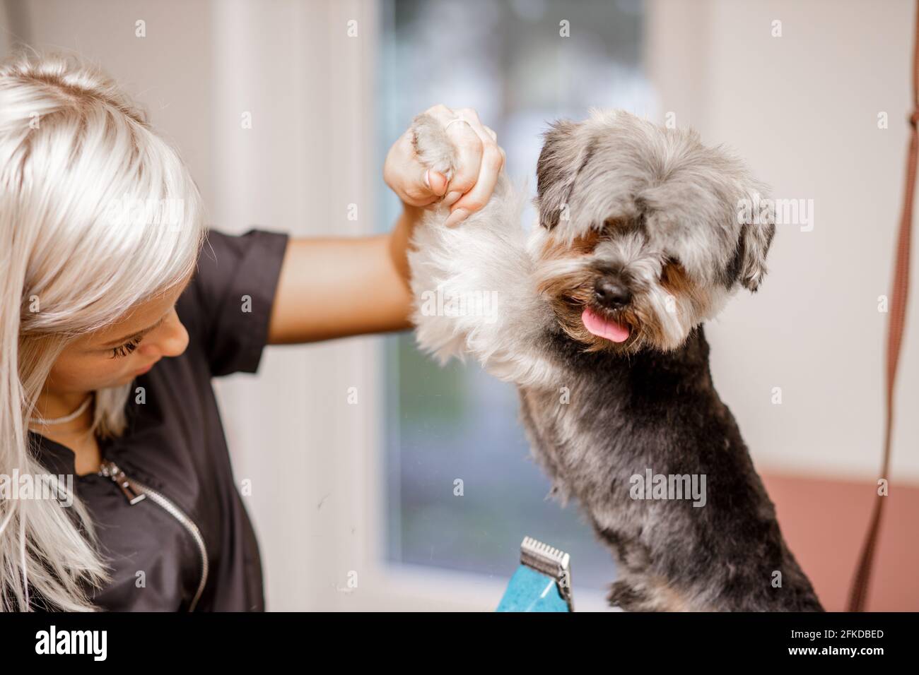 La jeune femme blonde professionnelle adore son travail avec le chien du yorkshire et tous les animaux de compagnie. Banque D'Images