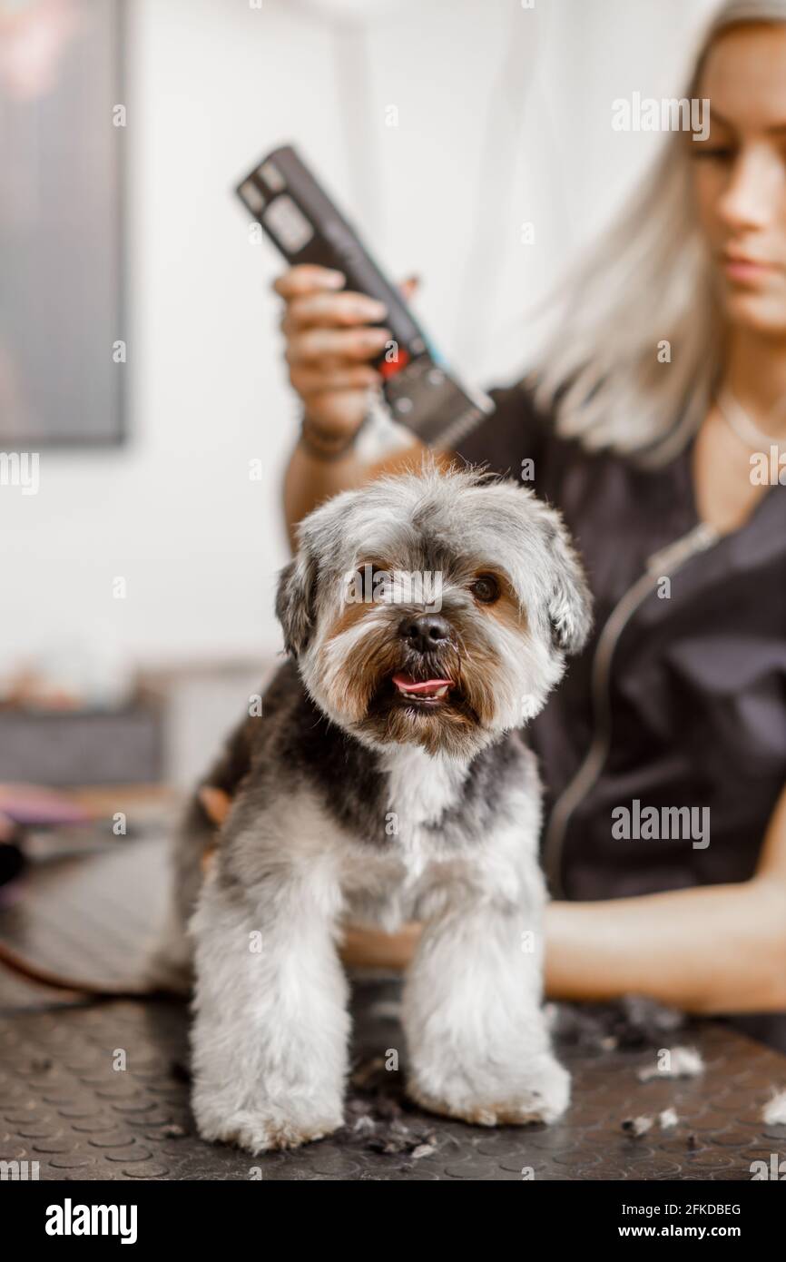 La jeune femme blonde professionnelle adore son travail avec le chien du yorkshire et tous les animaux de compagnie. Banque D'Images