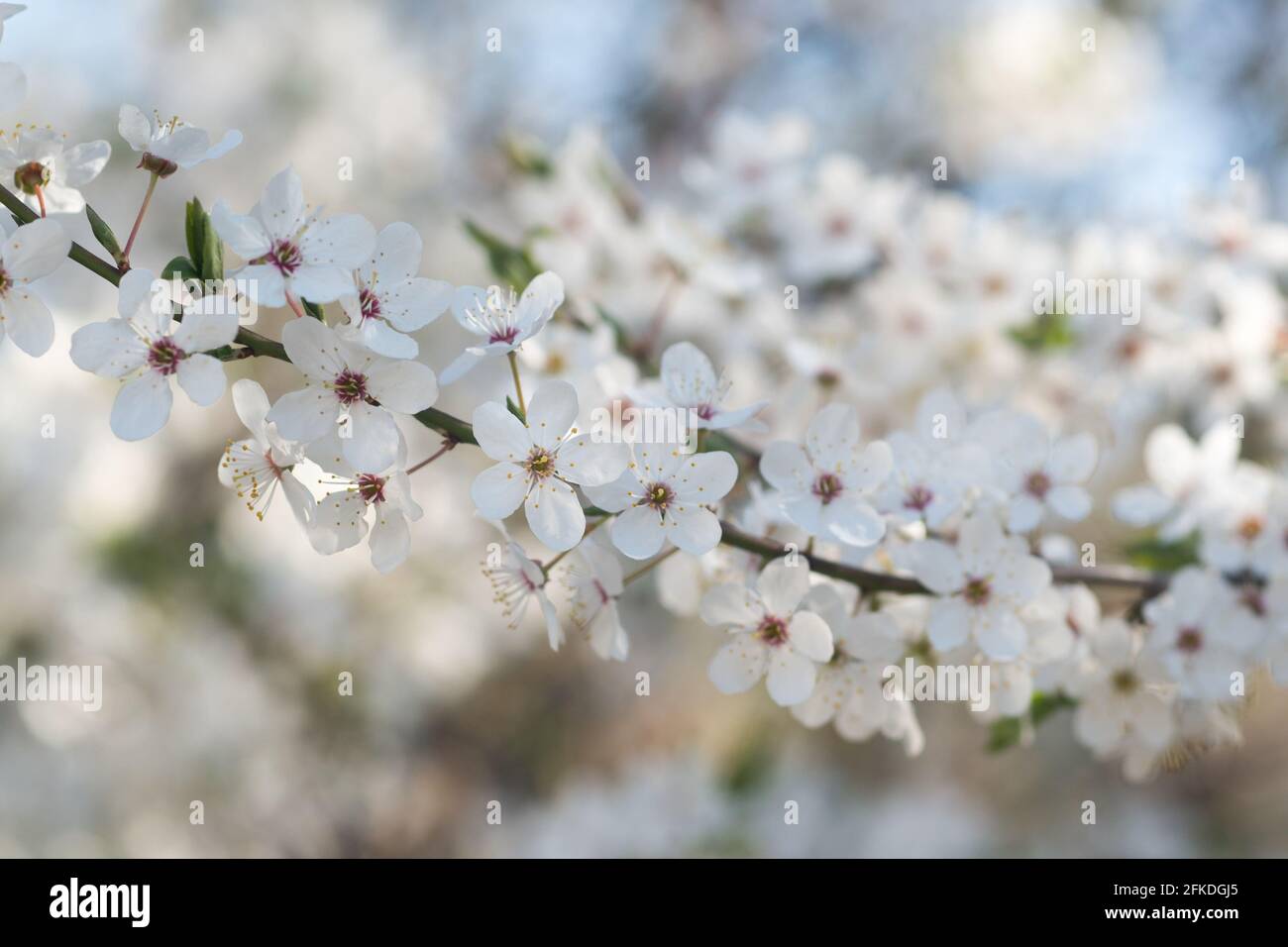 Fleurs blanches printanières sur branche - mirabelle prune, prune cerise, Prunus domestica, gros plan sélectif Banque D'Images