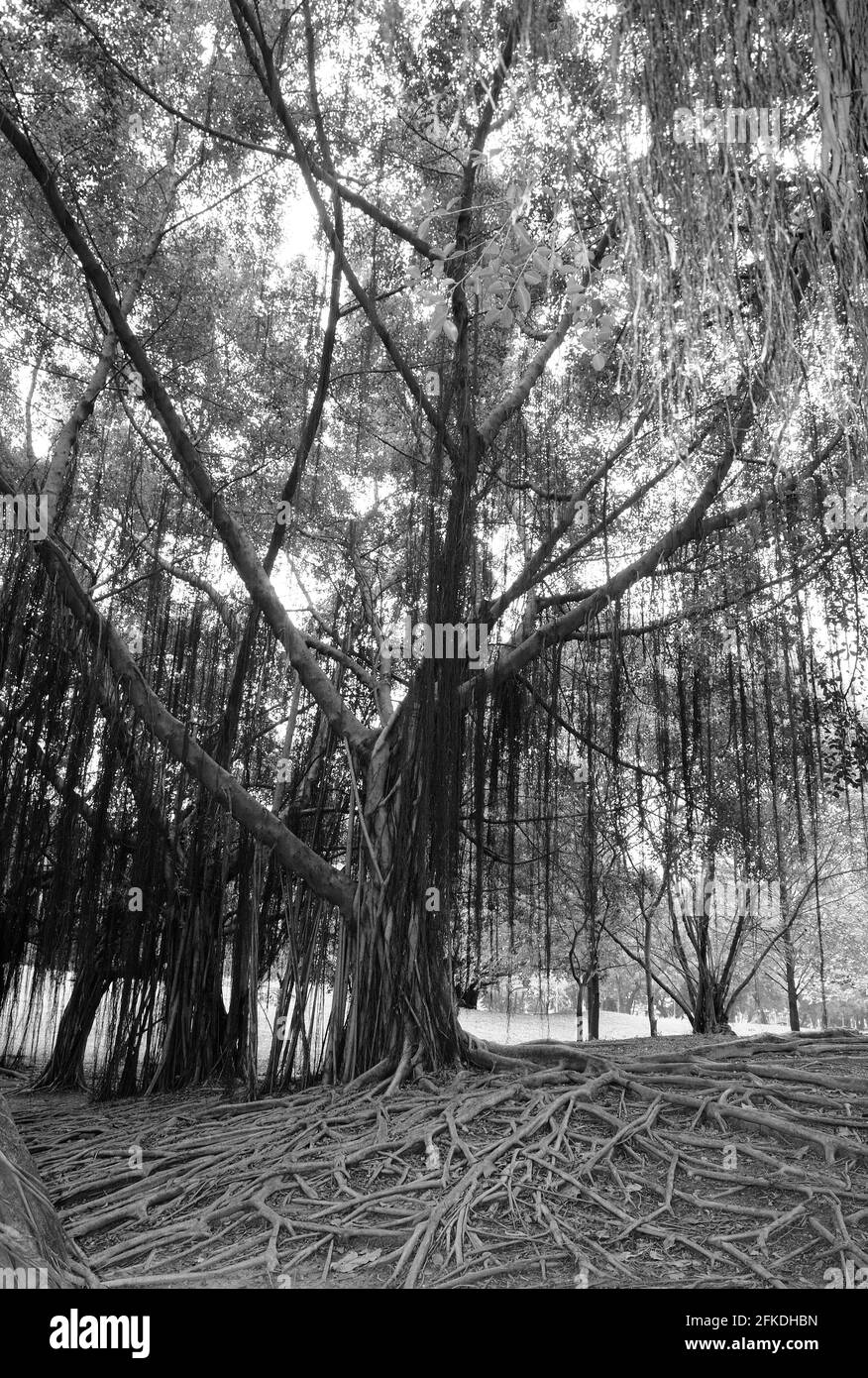 Vignes suspendues à un arbre (en monochrome) Banque D'Images
