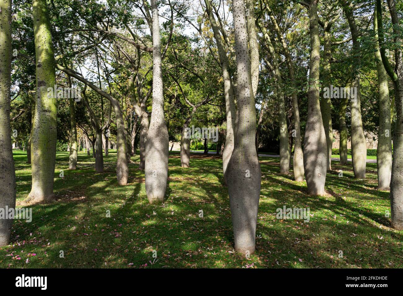 Ceiba Speciosa au jardin de Turia. Valence, Espagne Banque D'Images