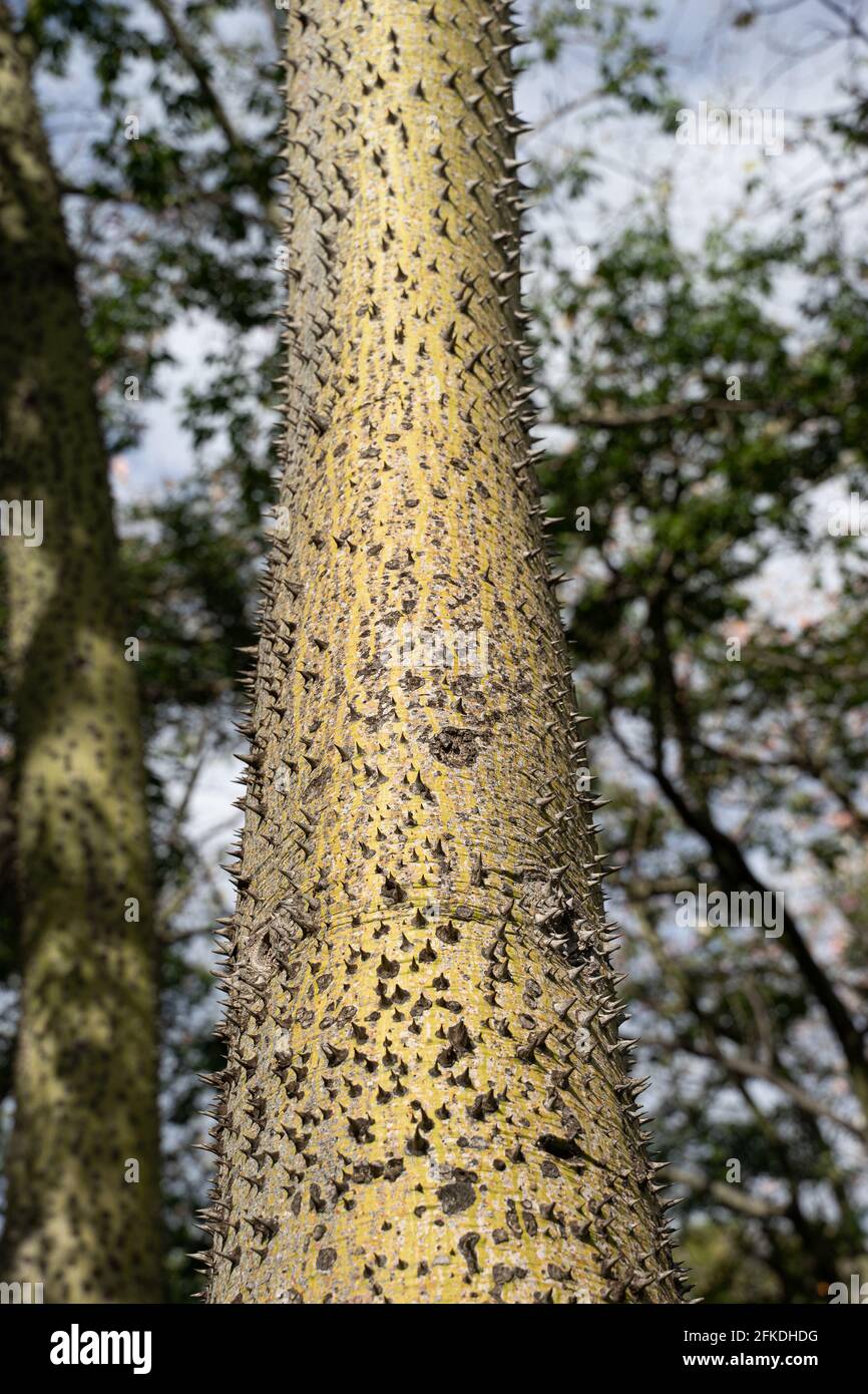 Ceiba Speciosa au jardin de Turia. Valence, Espagne Banque D'Images