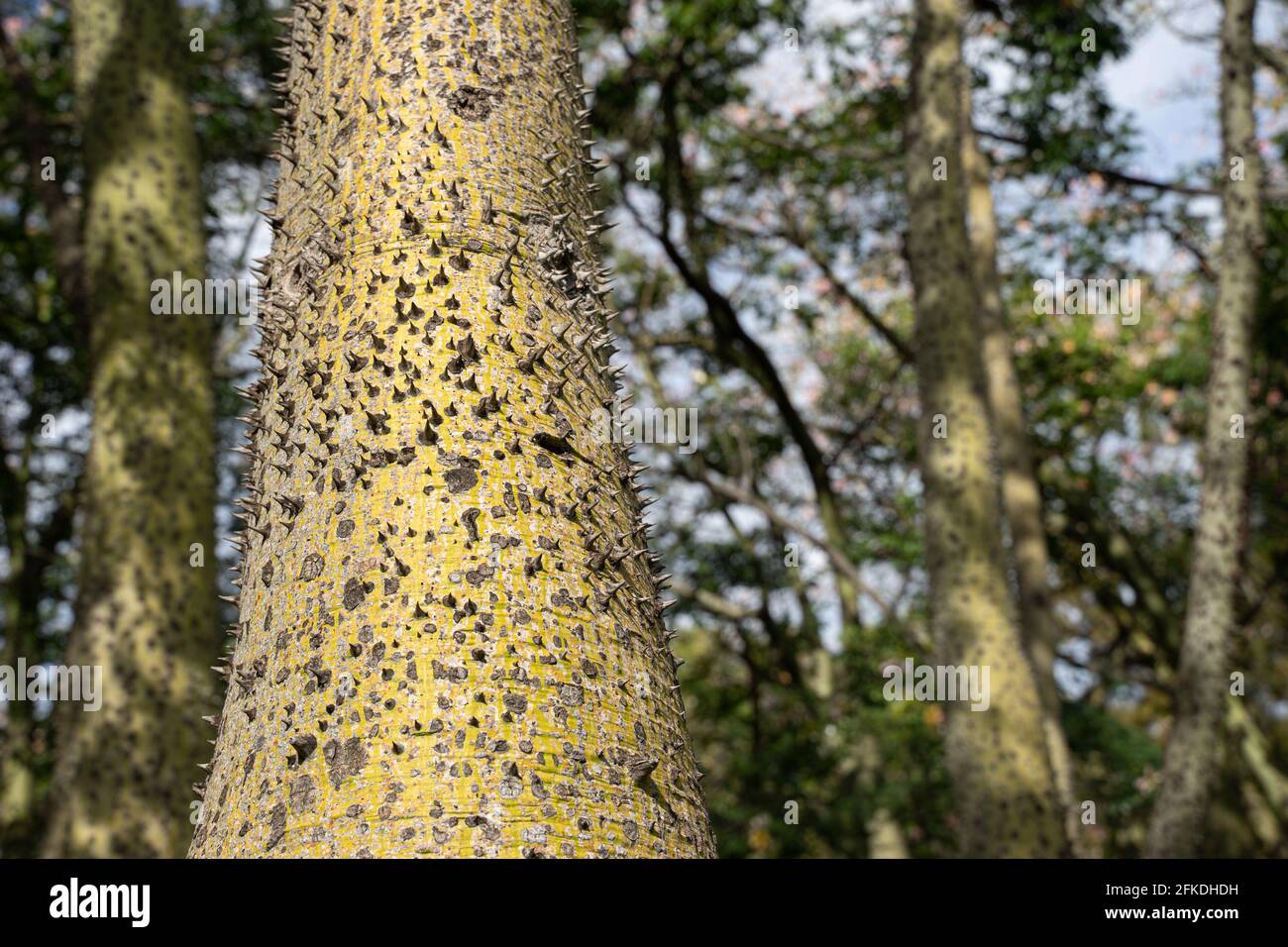 Ceiba Speciosa au jardin de Turia. Valence, Espagne Banque D'Images