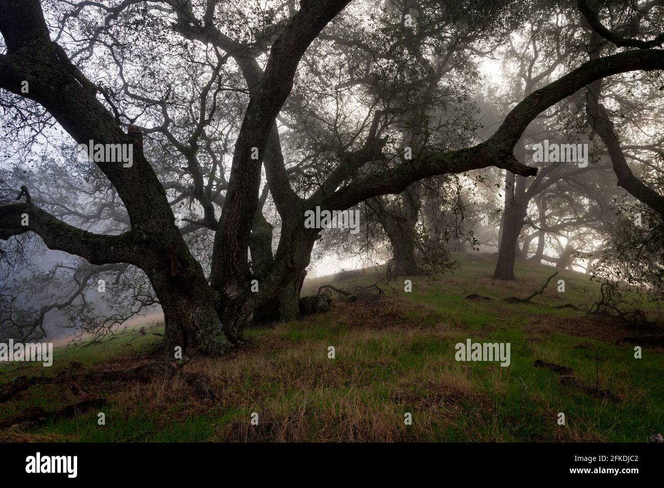 Un groupe de chênes dans le brouillard à la réserve régionale de Morgan Territory, un parc dans le district régional de East Bay, près de Livermore, Californie. Banque D'Images