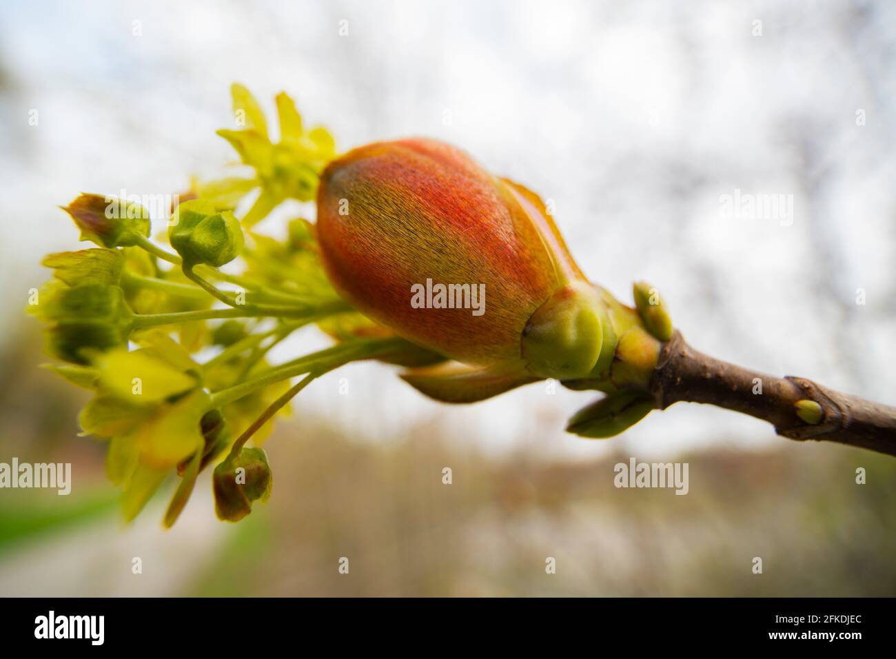 Norvège boutons d'érable, (Acer platanoides Bud), fleurs émergeantes Banque D'Images