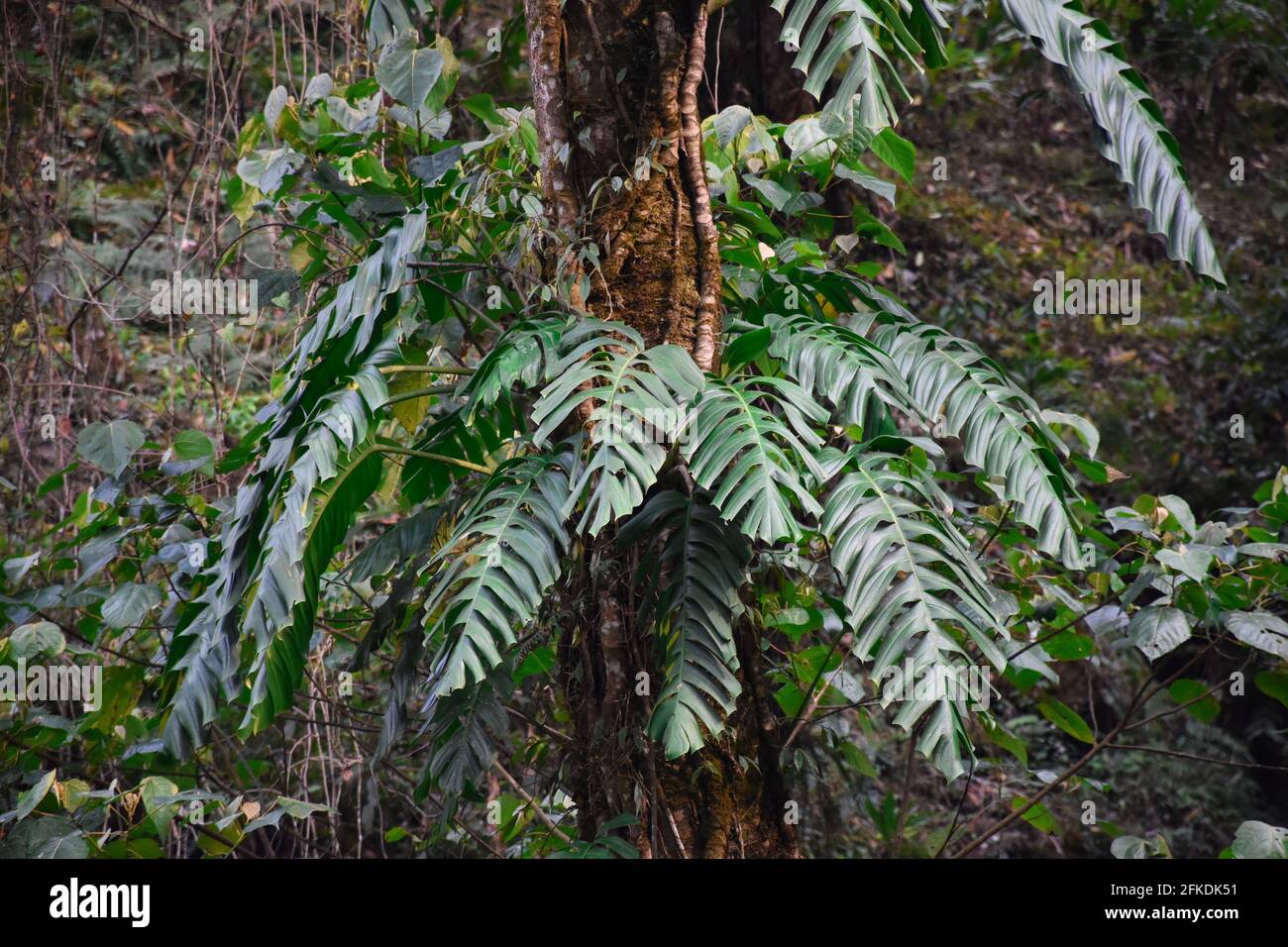 Monstera, communément connu sous le nom de plante de fromage suisse. Une plante parasite accrochée à des arbres dans la forêt himalayenne . Banque D'Images