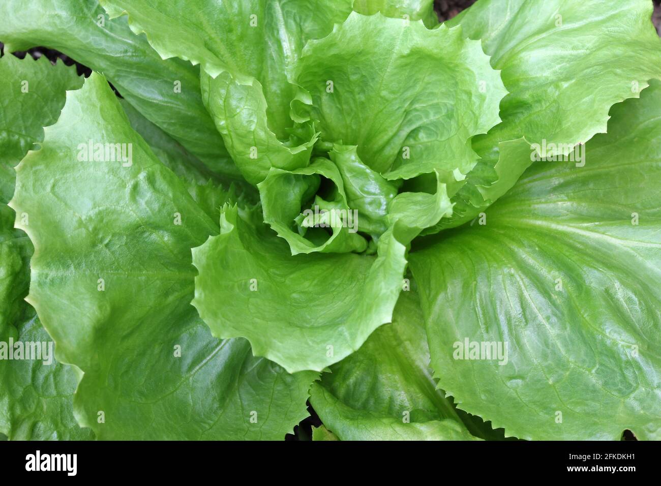 Feuilles de salade d'endives maison à feuilles larges dans le jardin Banque D'Images