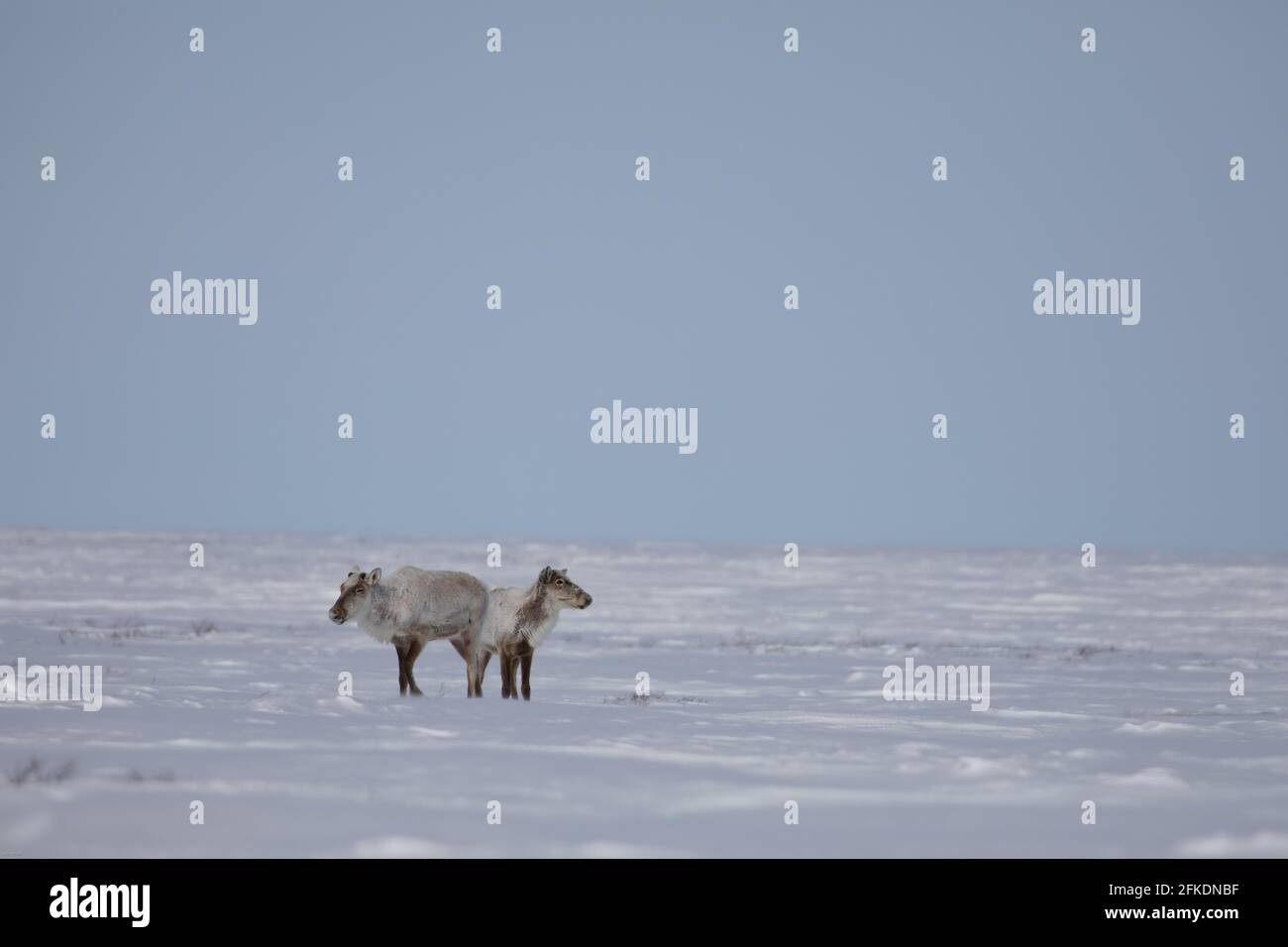 Deux caribous de la toundra, rangifer tarandus groenlandicus, se tenant dans la neige à la fin du printemps près d'Arviat, au Nunavut Banque D'Images