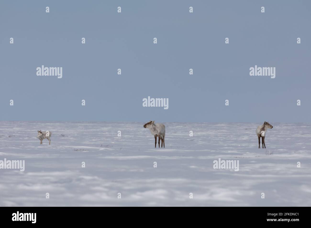 Deux caribous adultes et un jeune caribous de la toundra se trouvaient debout dans la neige de la fin du printemps, près d'Arviat Nunavut Banque D'Images