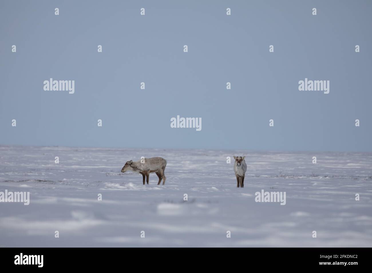 Deux caribous de la toundra, rangifer tarandus groenlandicus, se tenant dans la neige à la fin du printemps près d'Arviat, au Nunavut Banque D'Images