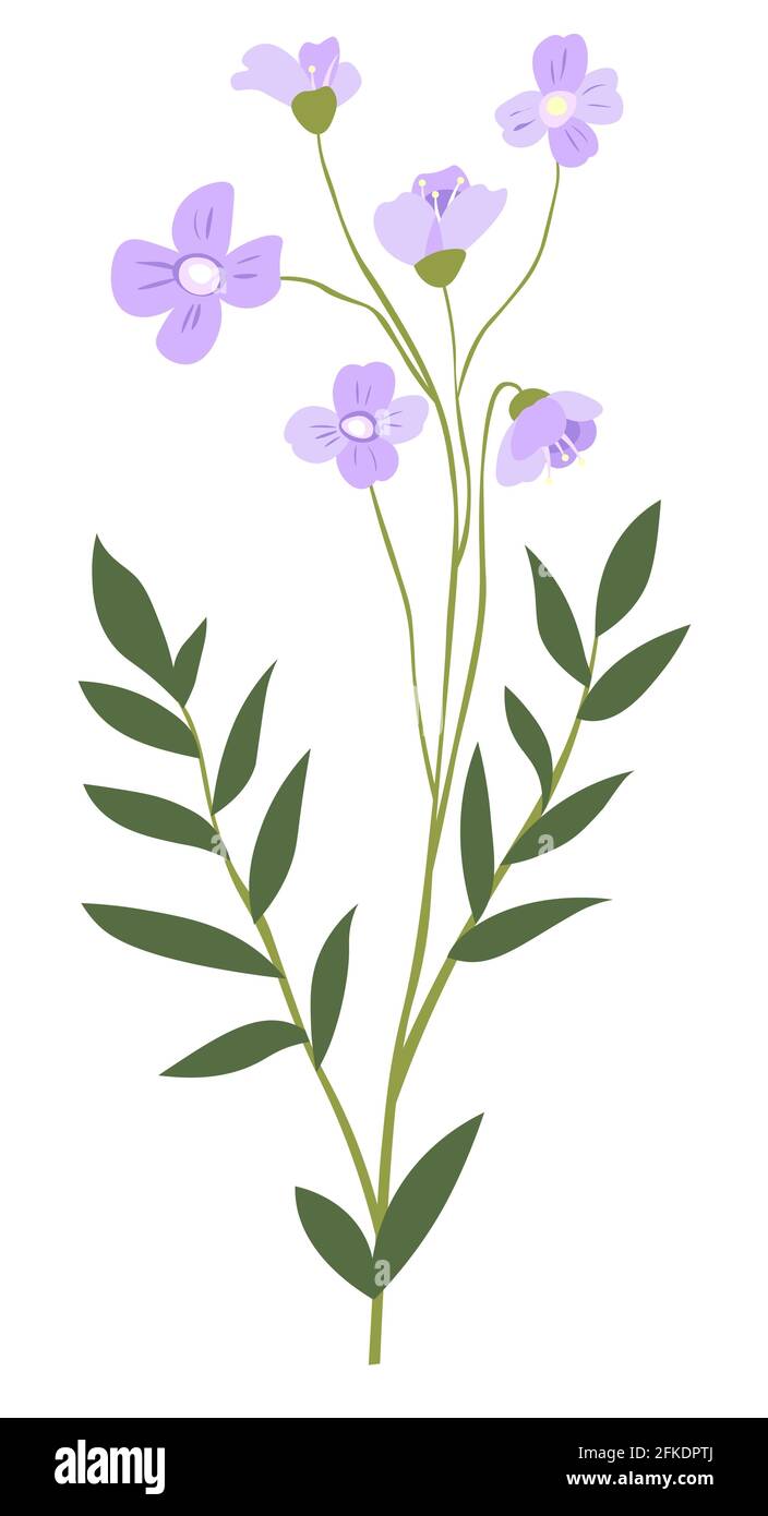 Matthiola ou Cape Leadwort fleurit Illustration de Vecteur