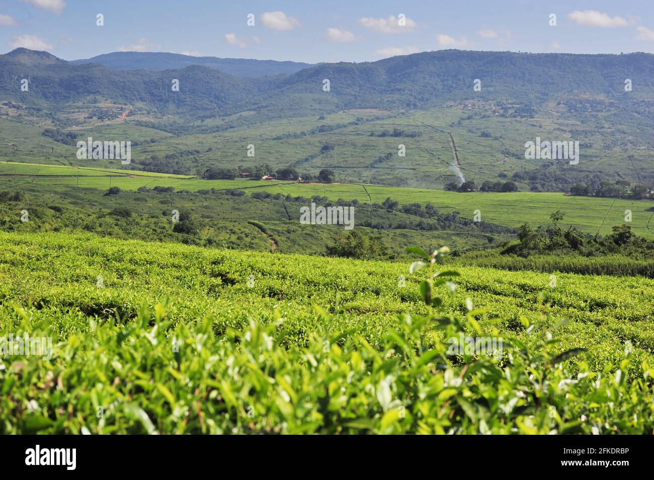 L'Afrique du Sud bénéficie d'un paysage pittoresque comprenant des domaines de thé, des champs de canne à sucre et des routes traversant les champs Banque D'Images