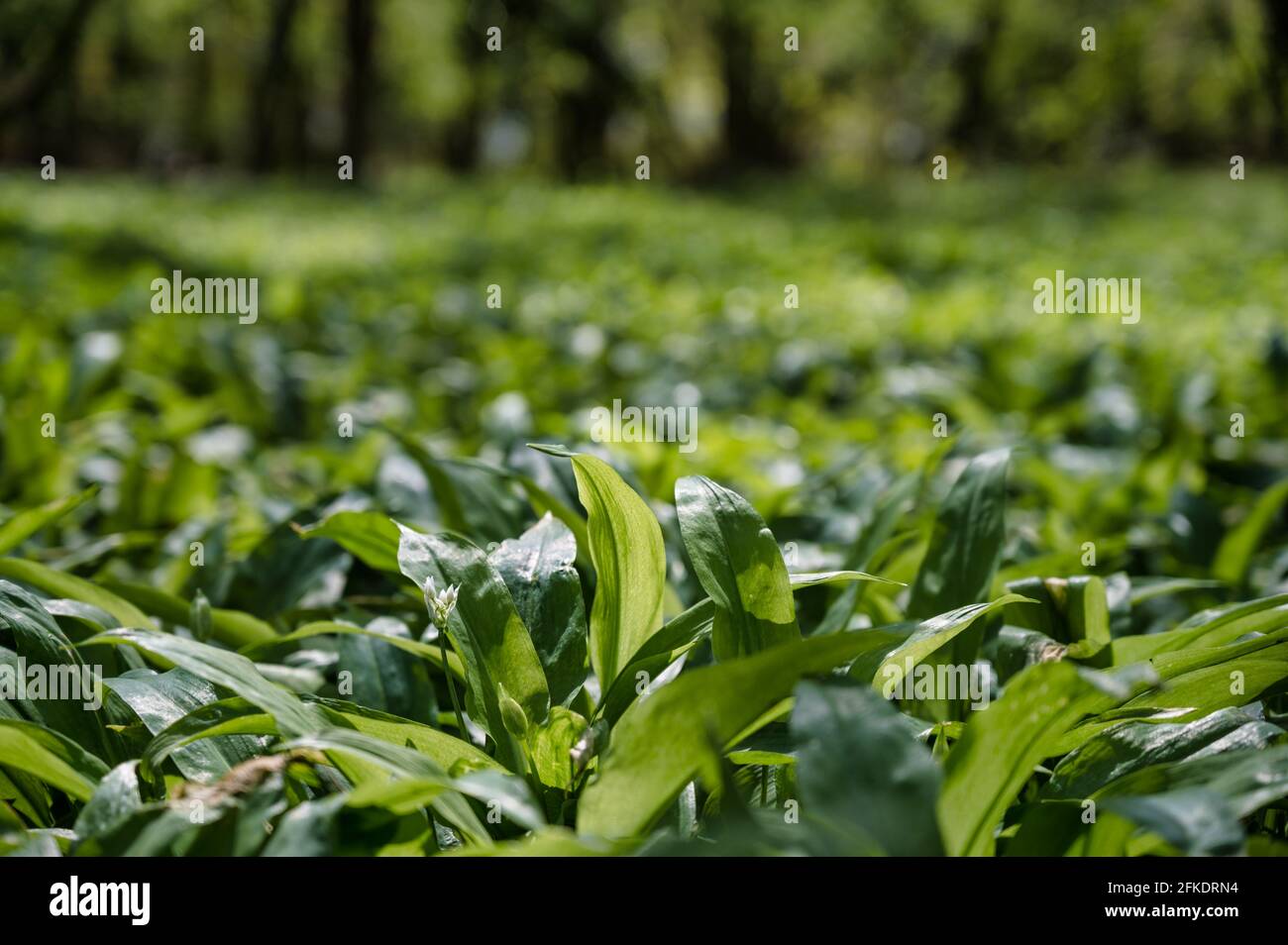 Ail sauvage poussant sur un sol boisé au début du printemps En Irlande Banque D'Images