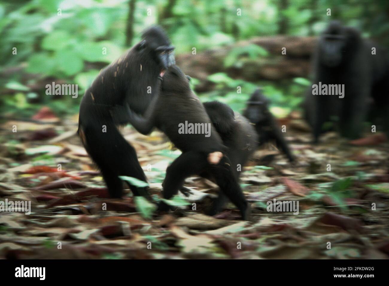 Comportement agressif de Celebes macaques à crête pendant l'activité sociale. Selon Caitlin Reed, Timothy O'Brien et Margaret Kinnaird, dans un document de recherche publié en 1997 sur l'International Journal of Primatology, la fréquence et l'intensité de l'agression entre les hommes d'un groupe social macaque à crête sont fortement corrélées avec la distance du rang. Banque D'Images