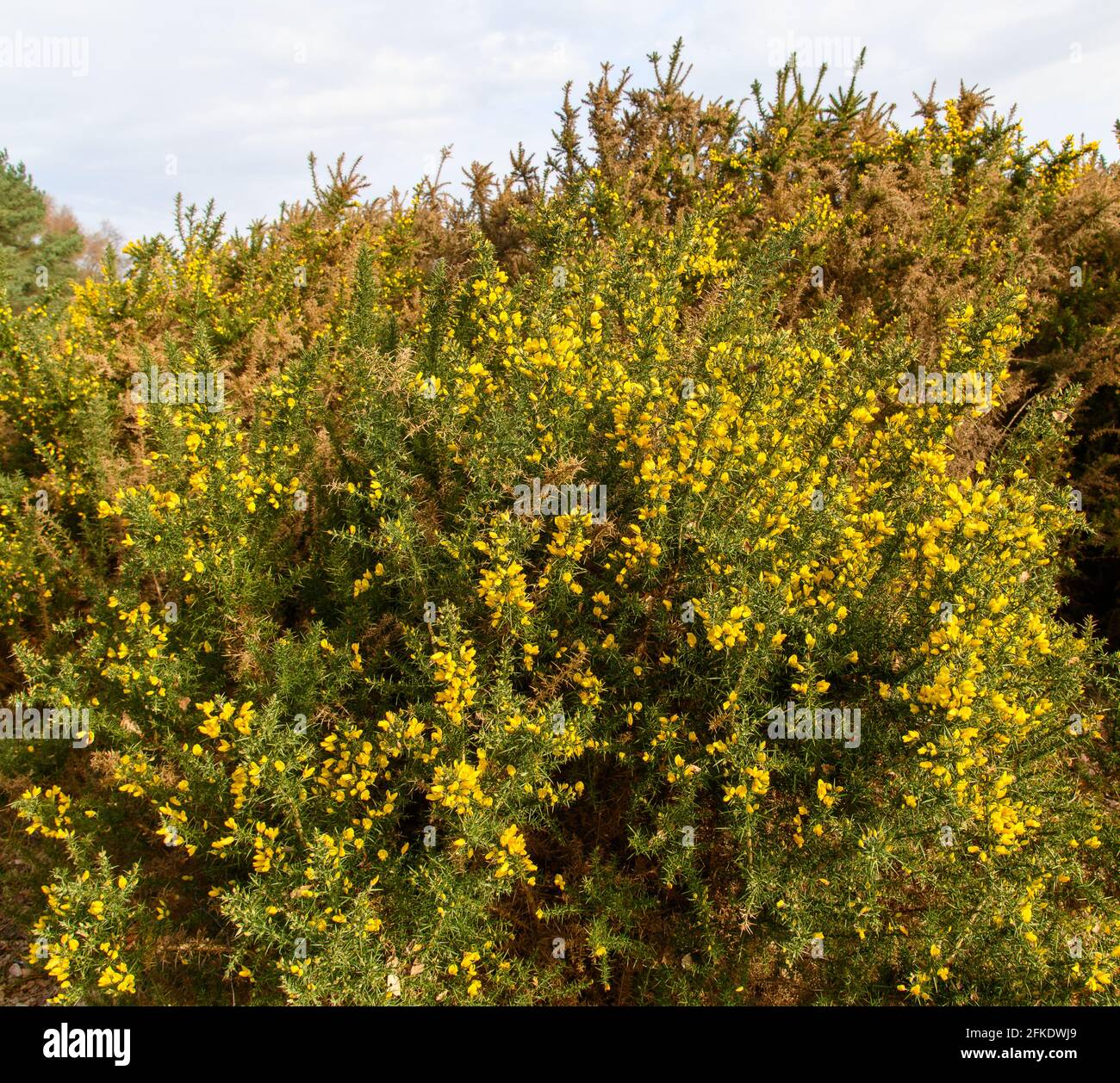 La gorge jaune fleurit sur une lande au début du printemps Banque D'Images
