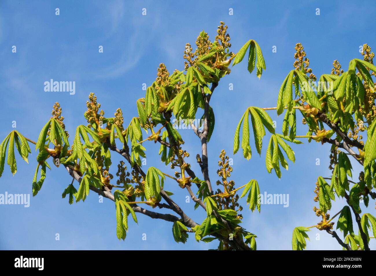 Conker arbre bourgeonnant Aesculus hippocastanum branches de châtaignes de cheval Banque D'Images