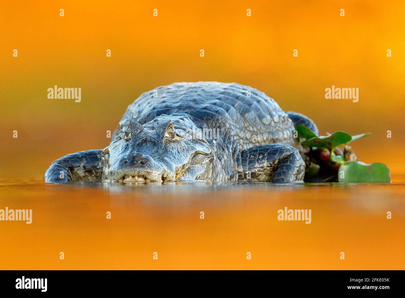 Yacaare Caiman, crocodile avec poisson dans le museau ouvert avec de grandes dents, Pantanal, Brésil. Portrait détaillé du reptile danger. Caiman avec piranha. Croco Banque D'Images