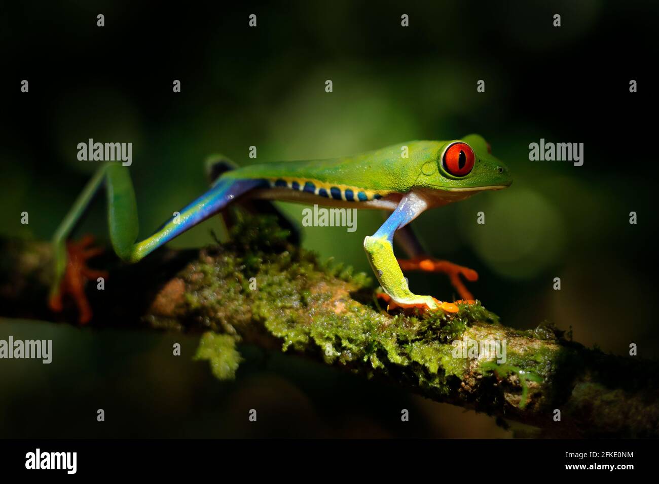 Magnifique amphibien dans la forêt de nuit. Détail gros plan de l'œil rouge de grenouille, caché dans la végétation verte. Grenouille d'arbre à yeux rouges, Agalychnis callidryas, anime Banque D'Images