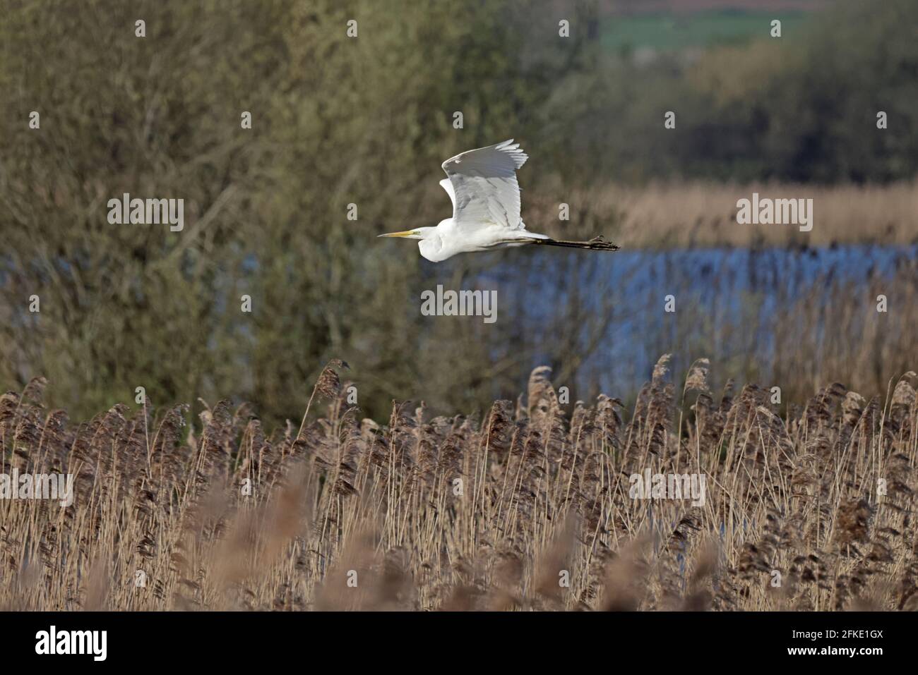 Great Egret en vol Shapwick Heath Somerset Royaume-Uni Banque D'Images
