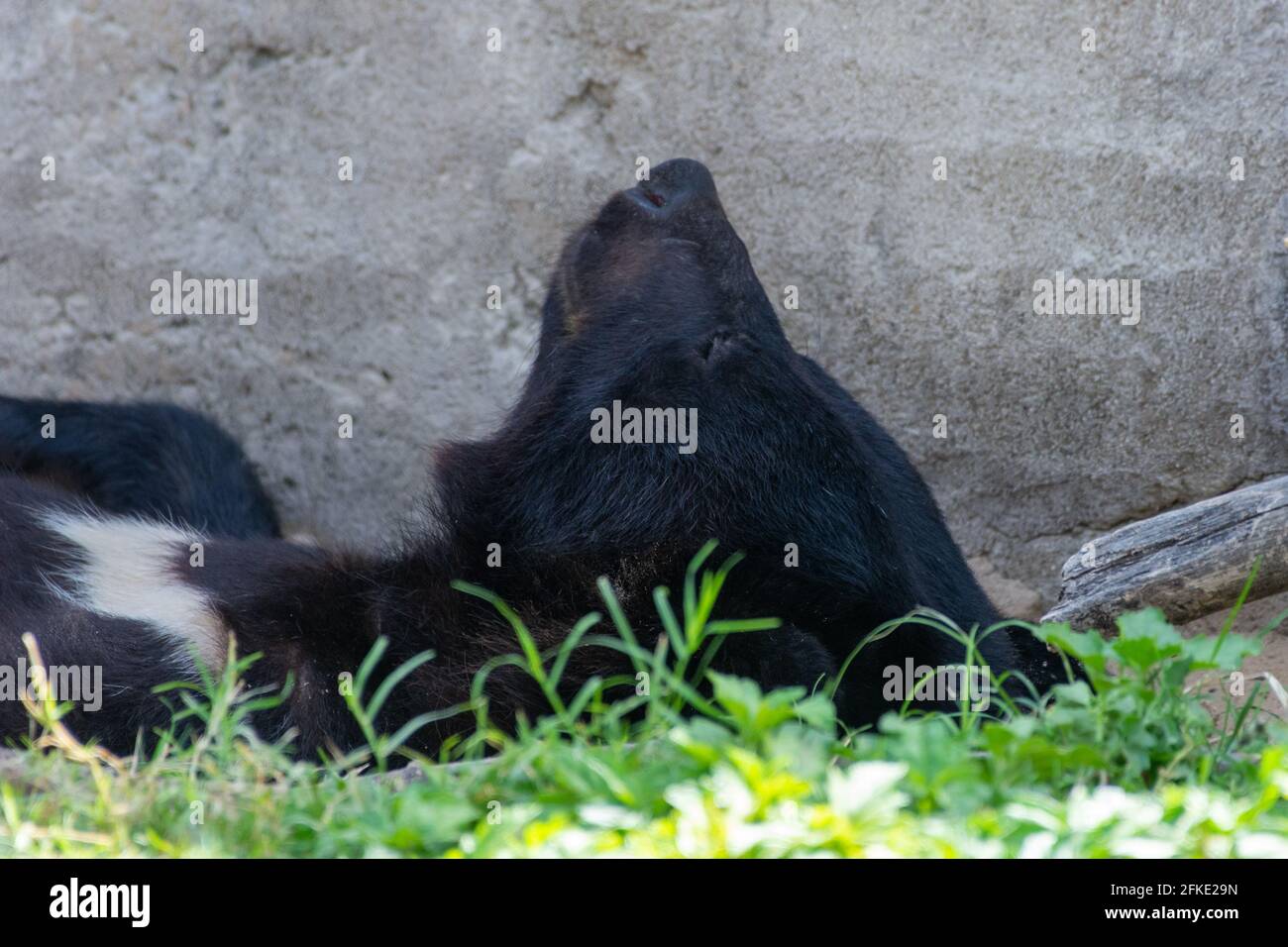 Ours De Lune Banque D Image Et Photos Alamy Ours De Lune Banque D Image Et Photos Alamy