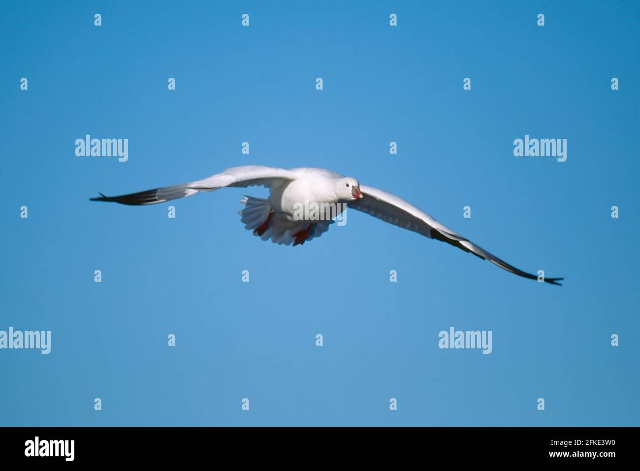 Ross's Goose à la terre Chen rossii Bosque del Apache NWR Nouveau-mexique, États-Unis BI004109 Banque D'Images