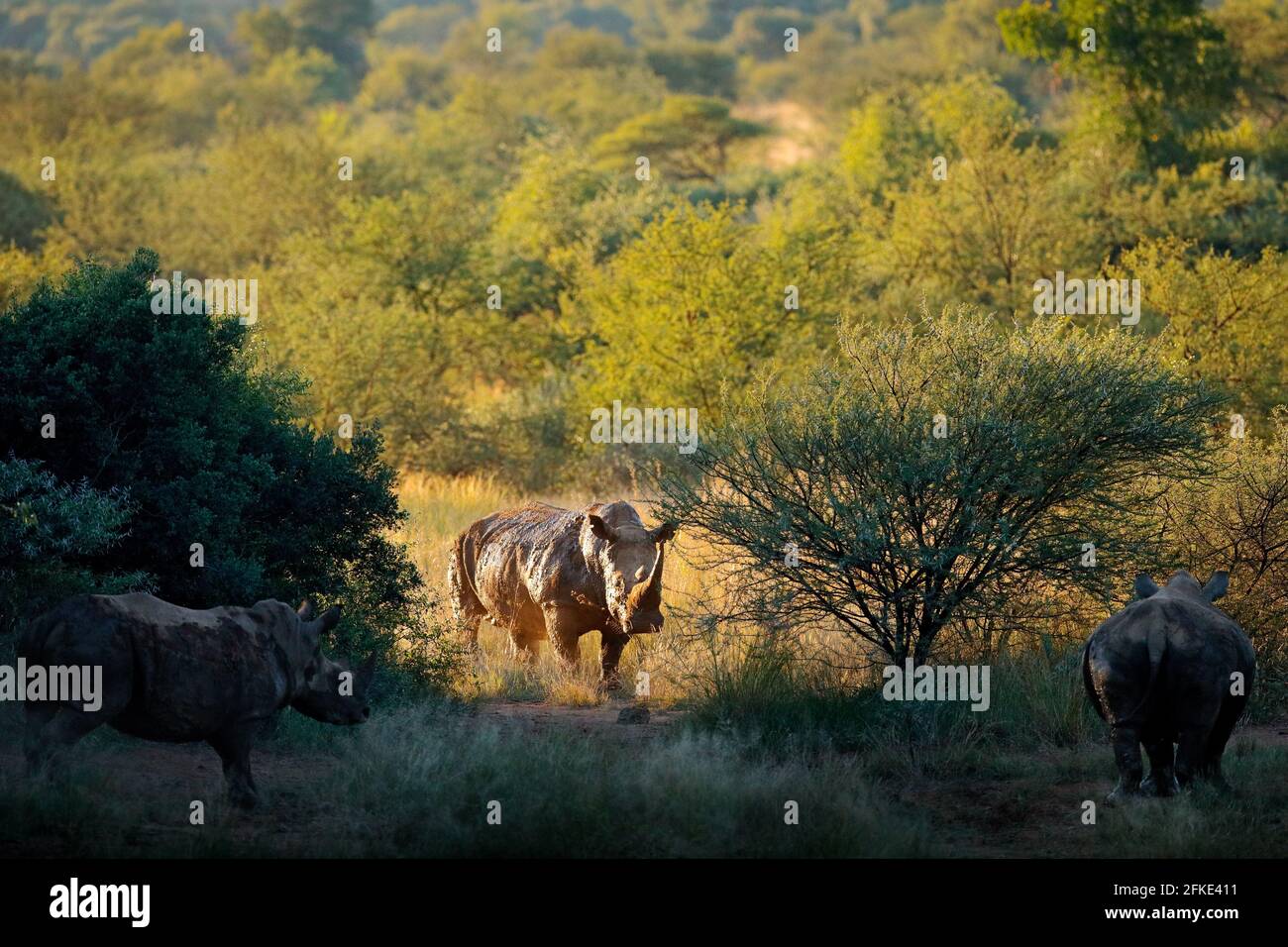 Rhino dans l'habitat forestier. Rhinocéros blancs, Ceratotherium simum, avec cornes, dans l'habitat naturel, Pilanesberg, Afrique du Sud. Scène sauvage du natu Banque D'Images