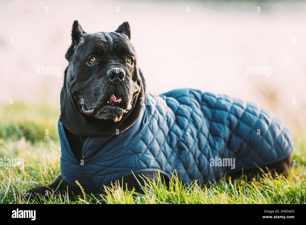 Chien Corso de canne noire assis dans l'herbe. Le chien se porte dans des vêtements chauds. Chiens de grande taille Banque D'Images