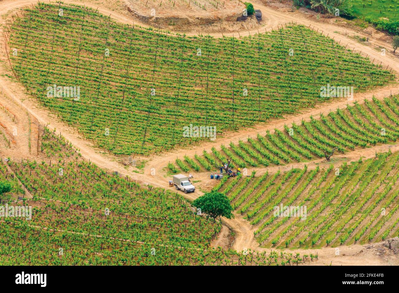 Vignoble en forme de coeur près de Profesende, dans le district de Vila Real, au Portugal, dans la région viticole d'Alto Douro, site classé au patrimoine mondial de l'UNESCO. Banque D'Images