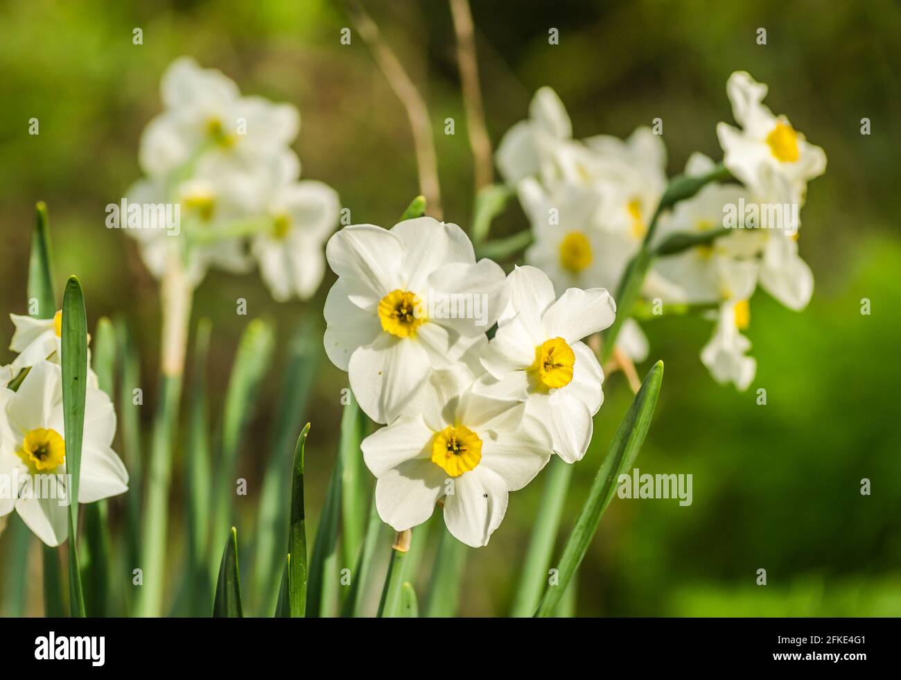 Narcisse blanche sur l'herbe dans un jardin. Magnifiques narcisses blanches. Banque D'Images