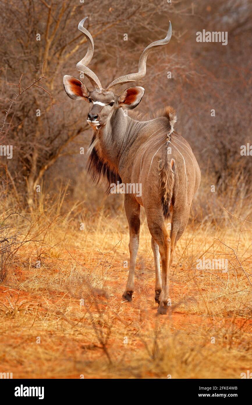 Grand kudu, Tragelaphus strepsiceros, antilope beau avec cornes en spirale. Animal dans l'habitat de prairie verte, delta d'Okavango, Moremi, Botswana. Ku Banque D'Images