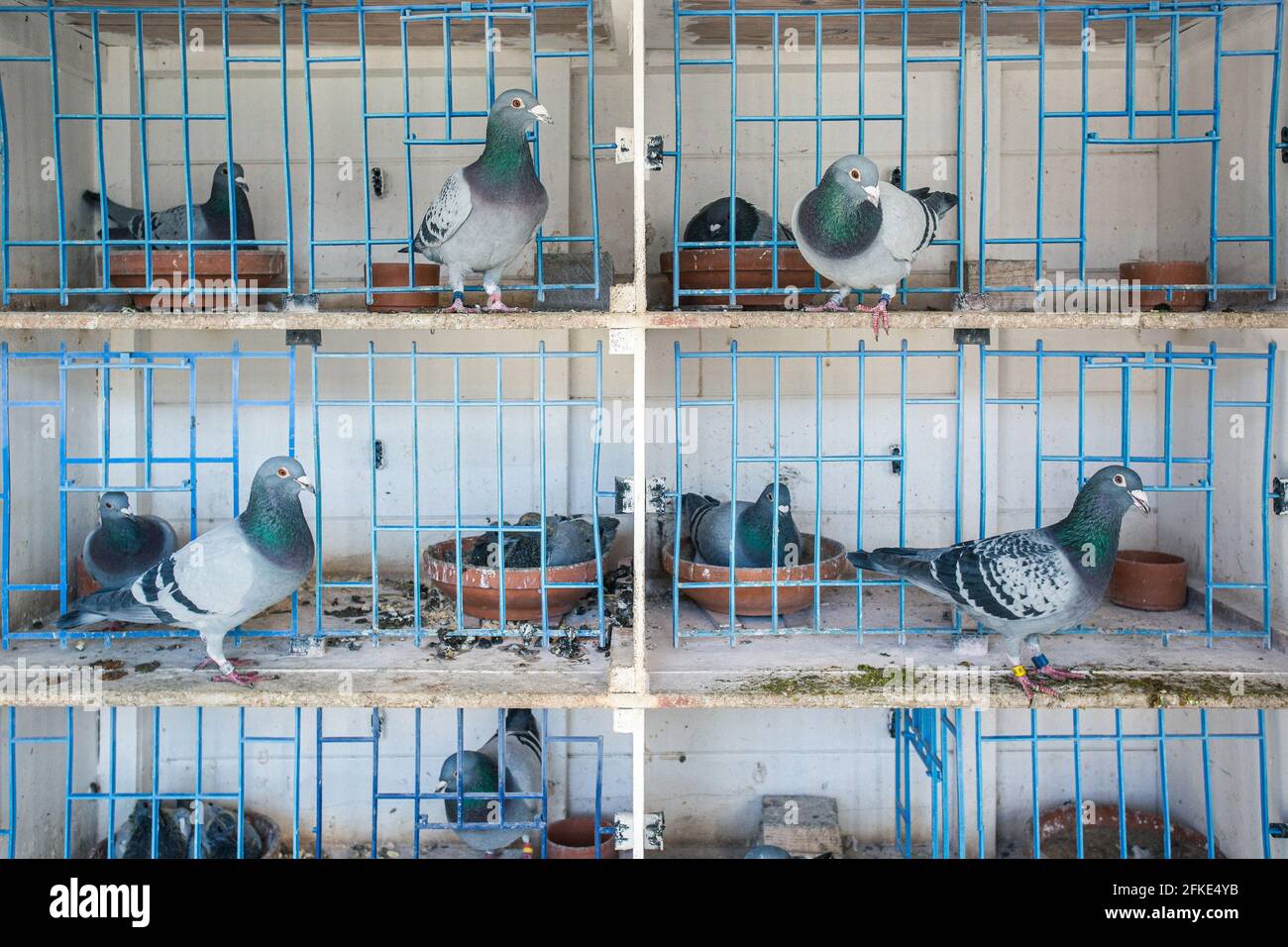 Les pigeons de course de Bob Collin à son allotissement à Hartlepool , comté de Durham, Royaume-Uni Banque D'Images