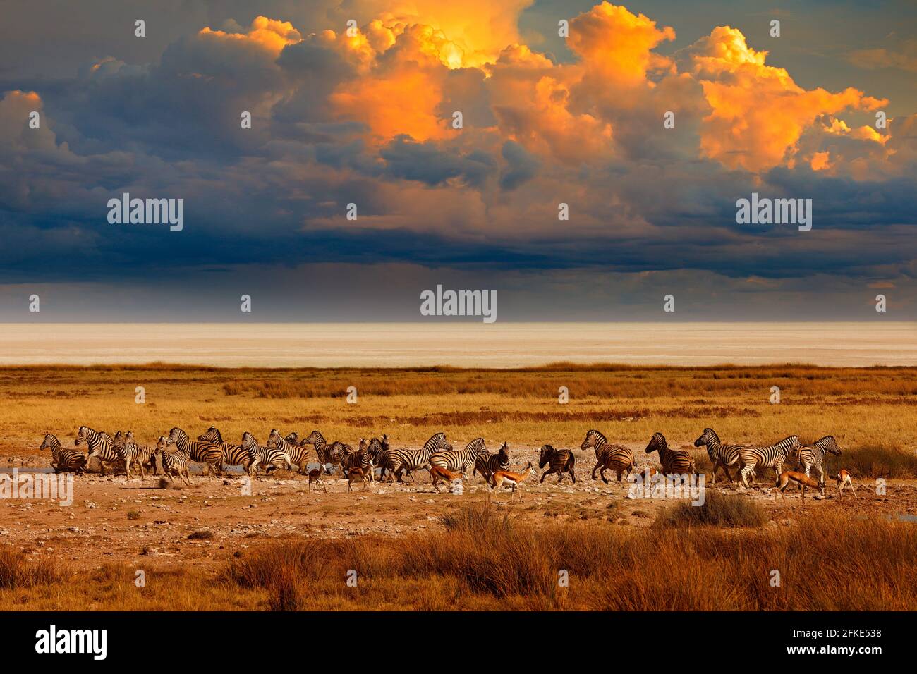 Zèbre et tempête coucher de soleil à Etosha Pan en Namibie. Nature sauvage, safari en saison sèche. Paysage africain avec animaux sauvages, nuages sur le ciel Banque D'Images