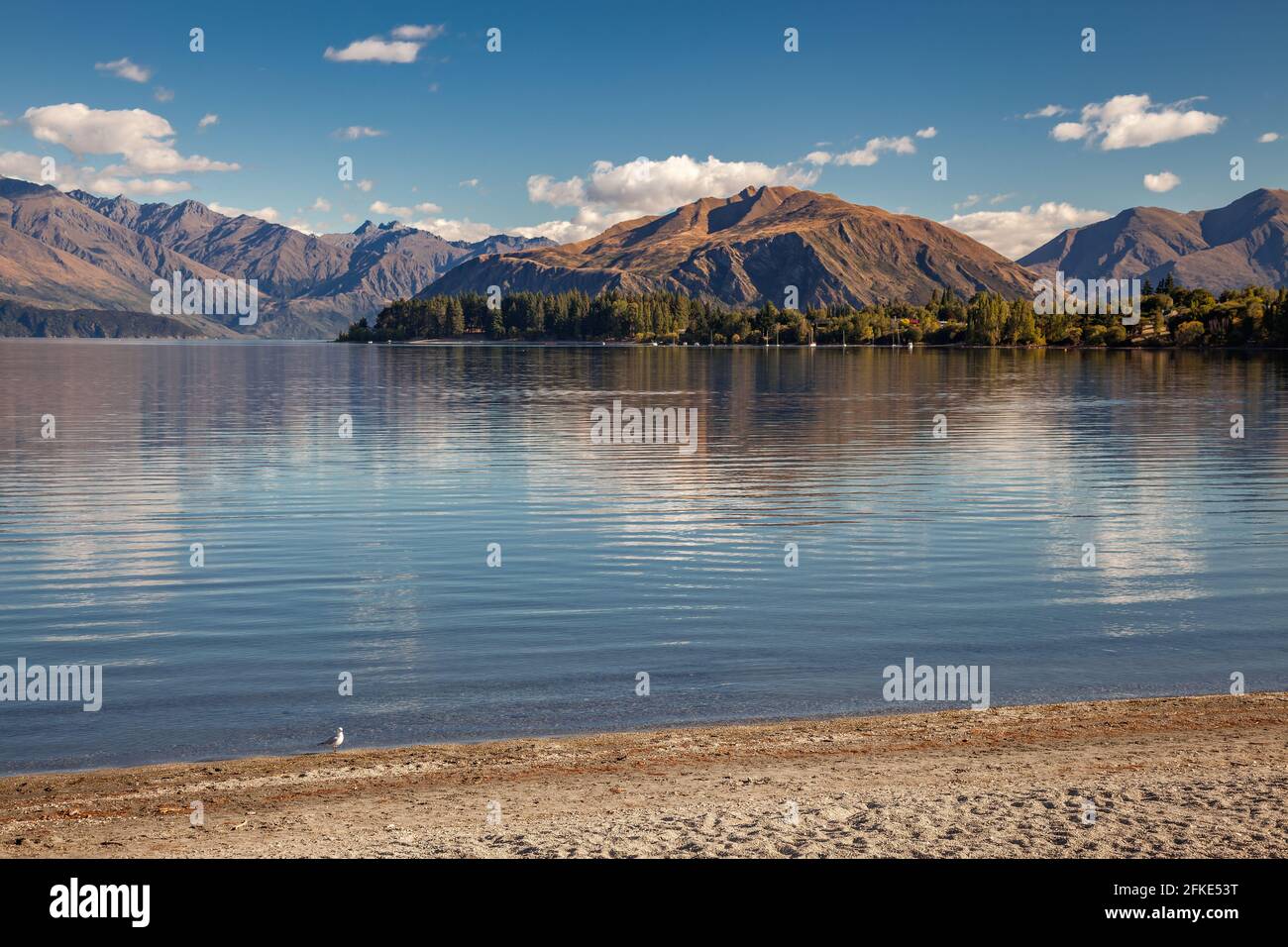 Mouette solitaire sur le rivage du lac Wanaka Banque D'Images