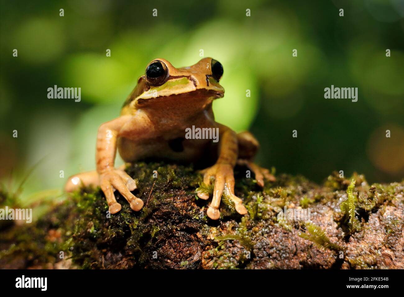 Grenouille dans la nature de gren. Smilisca masqué, Smilisca phaeota, grenouille verte tropicale exotique du Costa Rica, gros plan. Scène sauvage de la nature. Banque D'Images