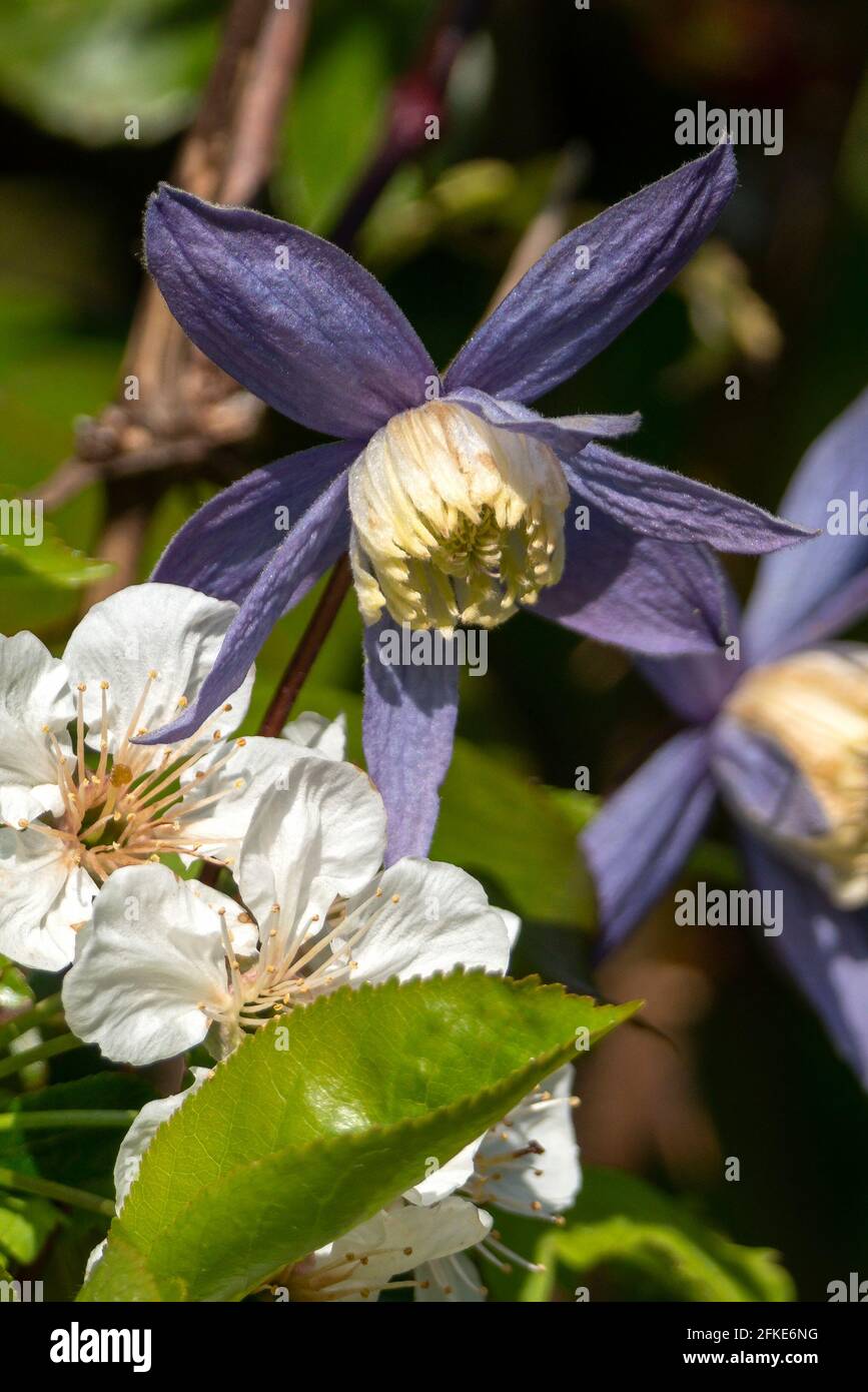 Clematis alpina plante arbustive à fleur de printemps avec une fleur de printemps bleu violet qui ouvre d'avril à mai, photo de stock Banque D'Images